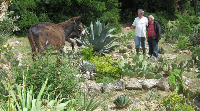 Cactuseraie ESCAÏRE FIGUE, Montolieu, France, France